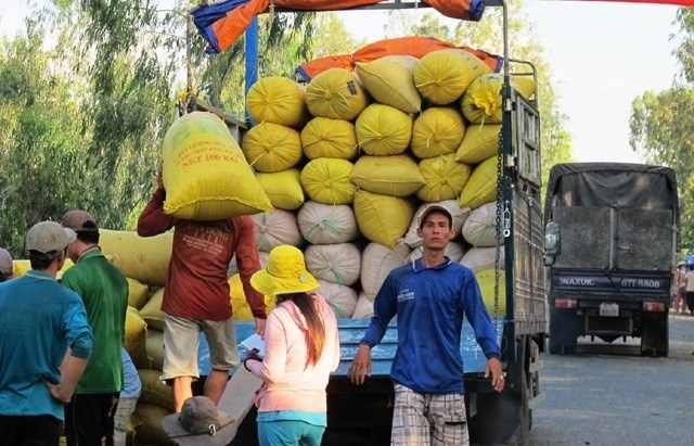 Công việc cuối năm của bác tài chở hàng nông sản (18/11/2024)